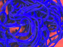 Spaghetti